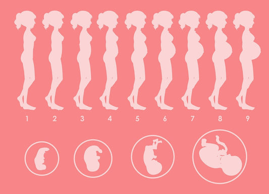 Fases del embarazo: guía completa mes a mes para futuras mamás